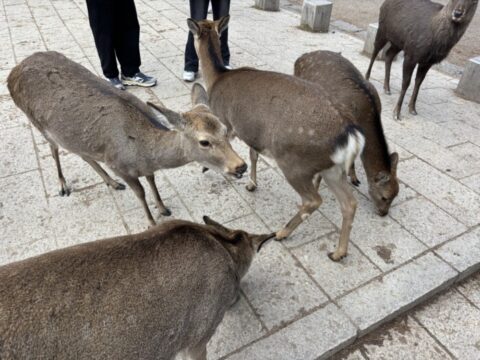奈良公園